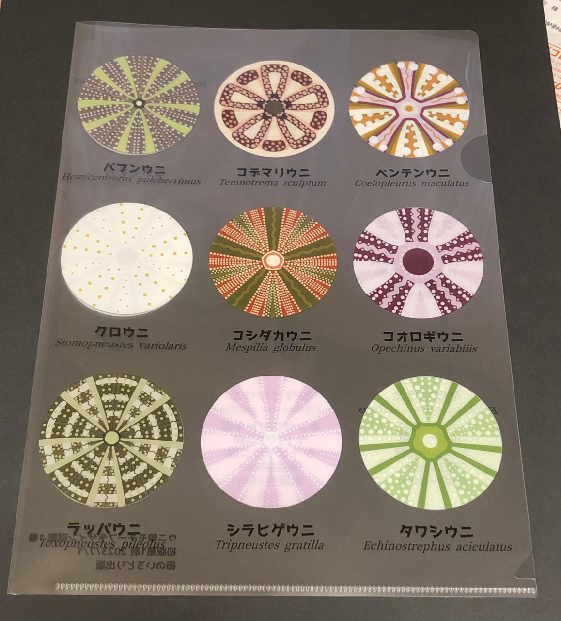 ウニ殻モチーフデザイン図鑑[1巻] ウニ殻モチーフデザイン図鑑[第1巻