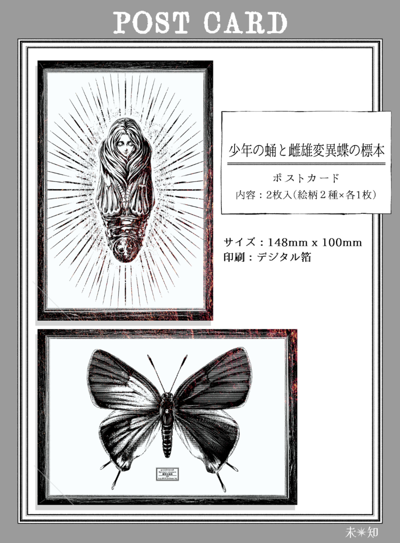 グッズ販売 ポストカード2枚set『蝶少年の蛹と雌雄同体的な蝶の標本